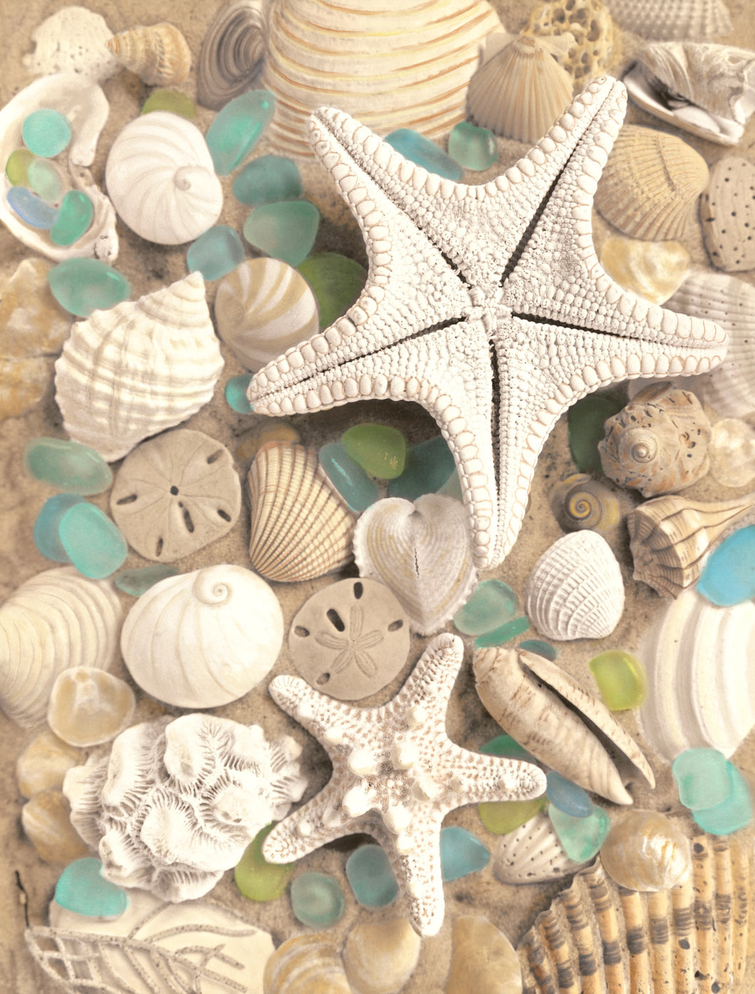 Bahama Starfish & Knobby Starfish Artwork