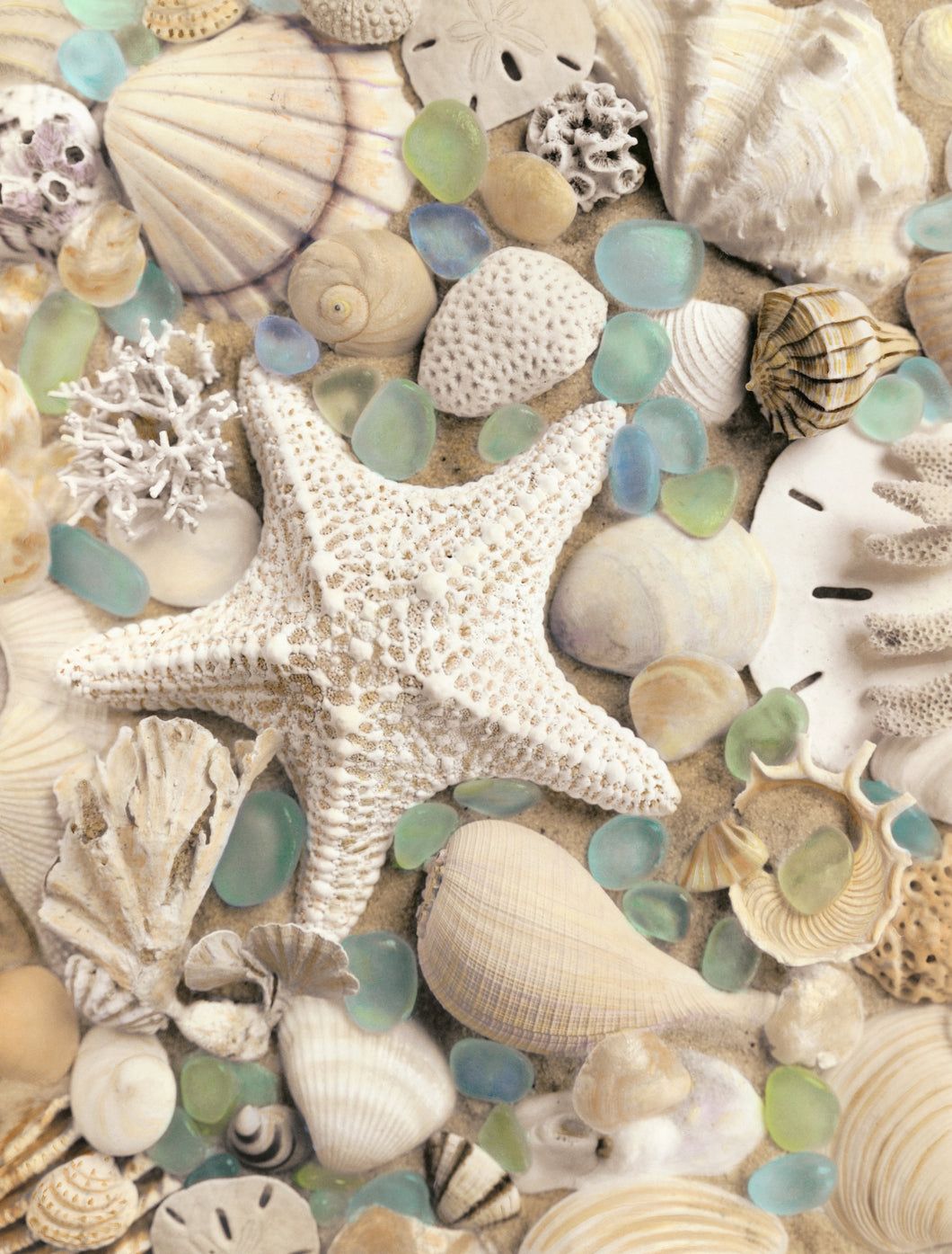 Bahama Starfish and Scallop Artwork