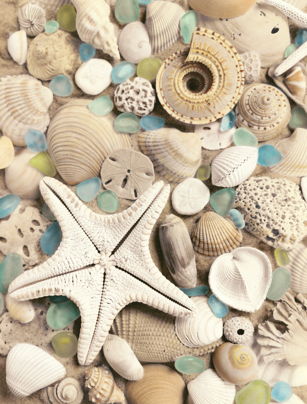 Bahama Starfish and Sun Dial Artwork