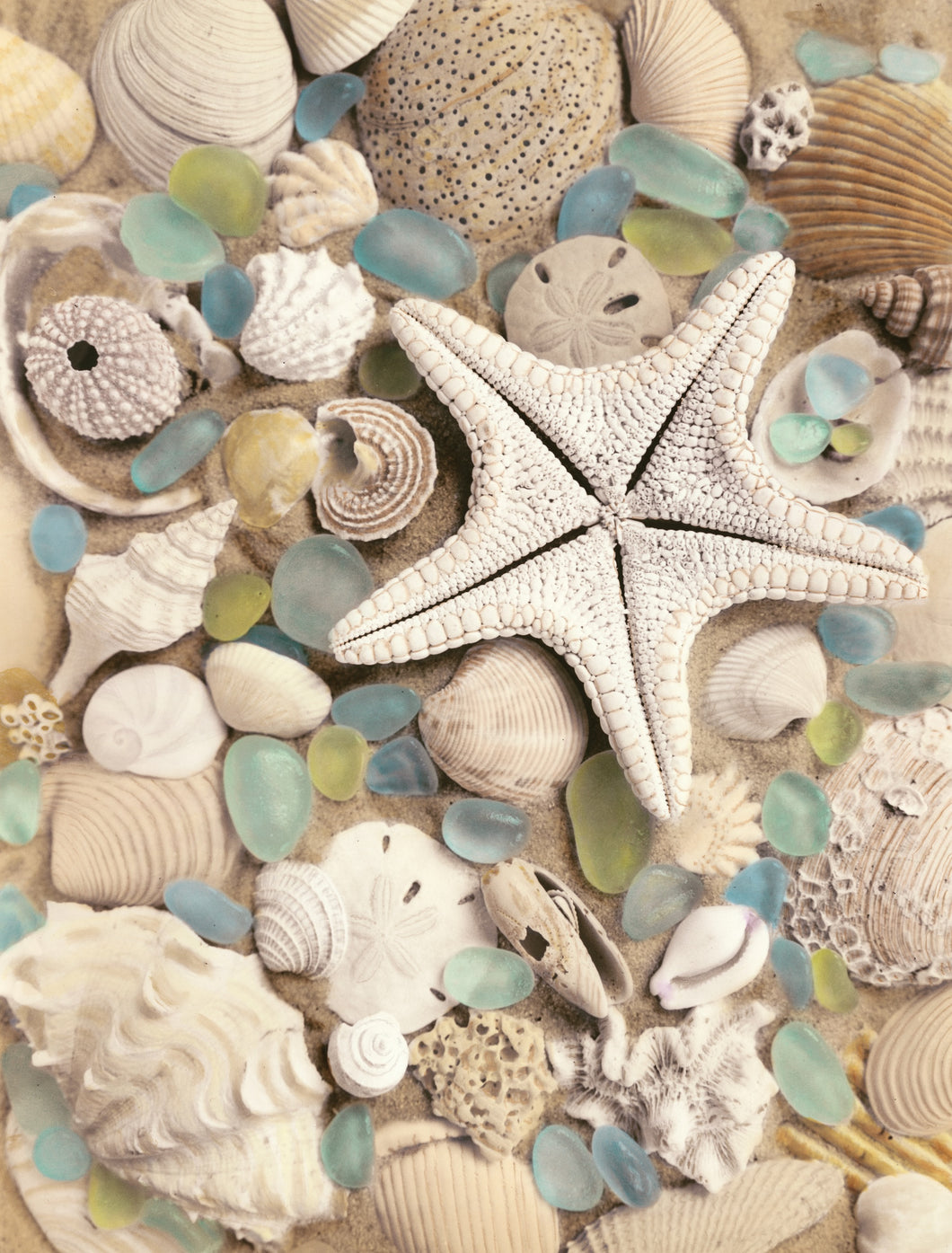Bahama Starfish and Urchin Artwork
