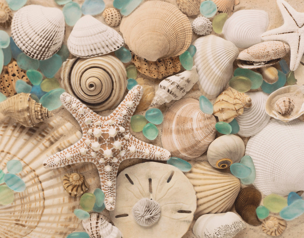 Spiral Shell & Sea Glass Artwork